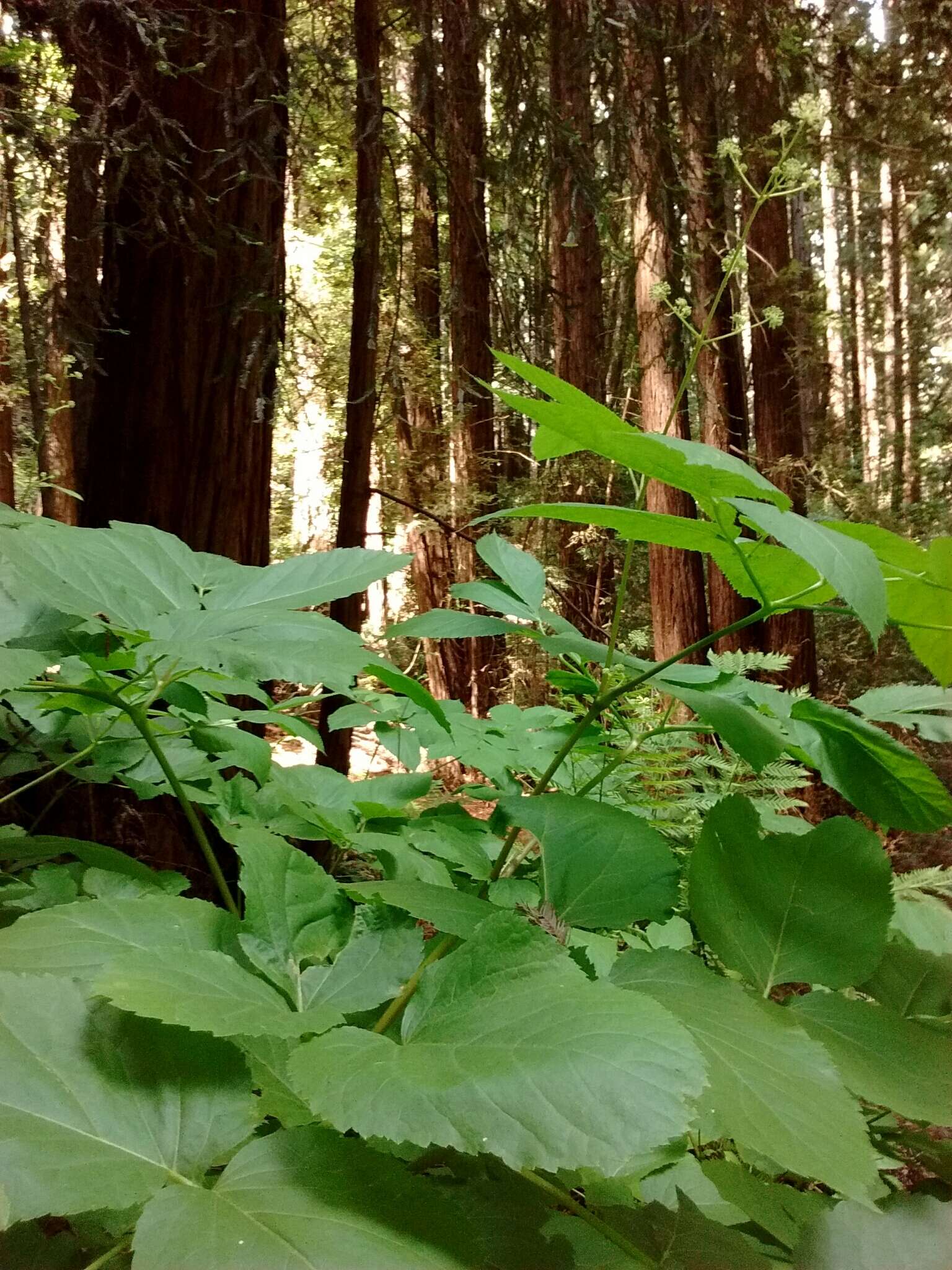 Image of California spikenard