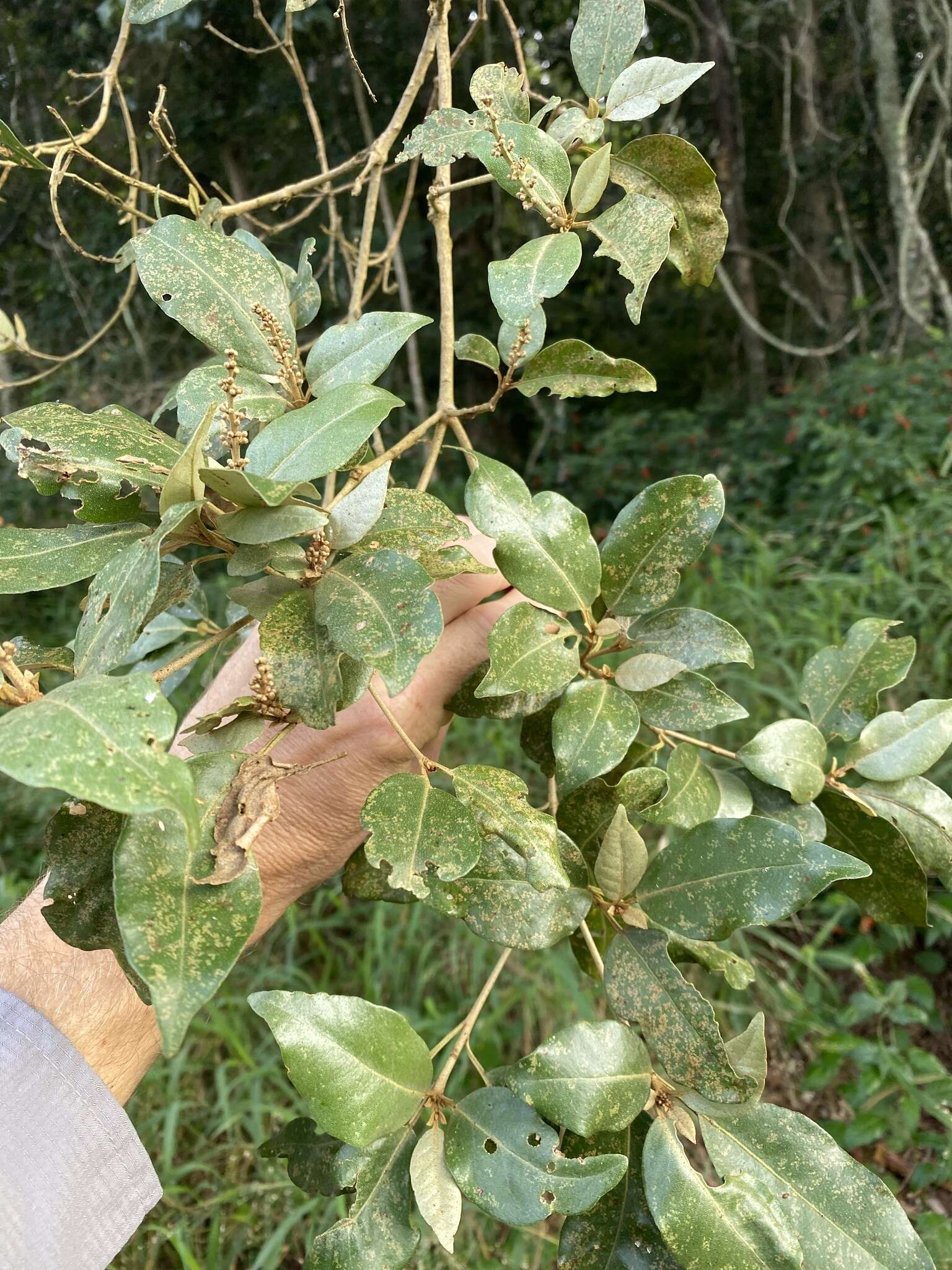 Image of Croton insularis Baill.