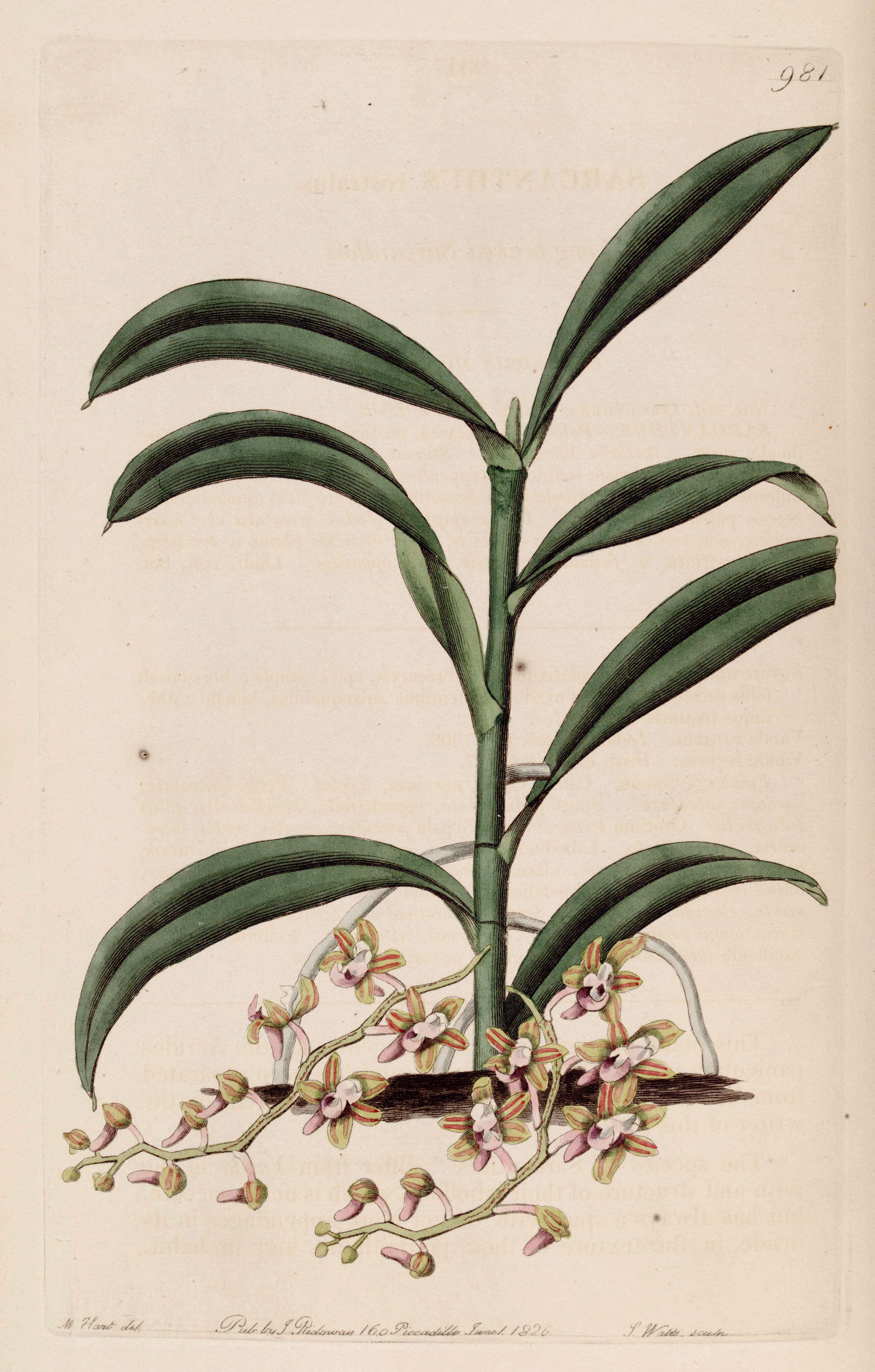 Image of Bird-head Orchid