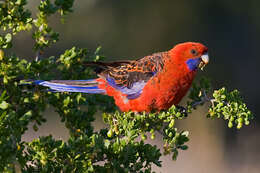 Image of Crimson Rosella