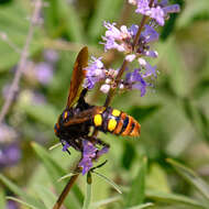 Image de Megascolia maculata (Drury 1773)