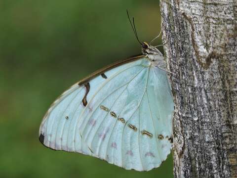 Imagem de Morpho epistrophus