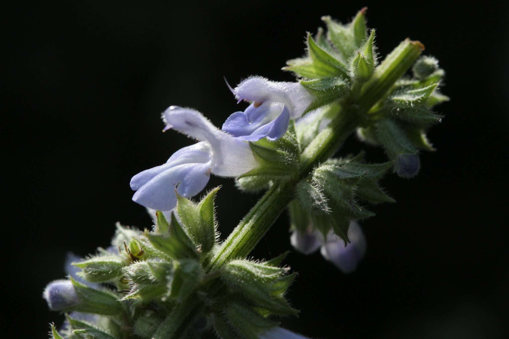 Image of Salvia polystachia Cav.