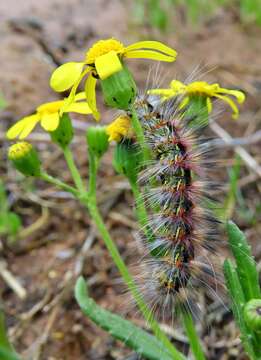 Image of Senecio littoreus Thunb.