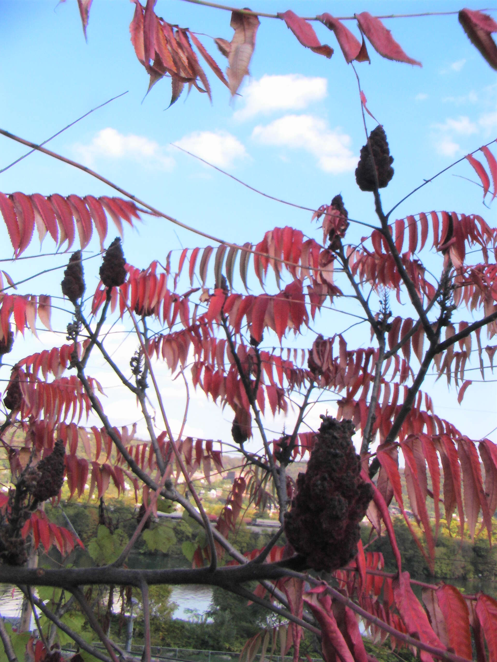 Image of staghorn sumac