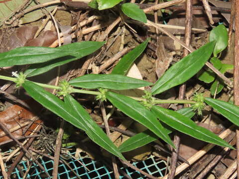 Image of whorled oldenlandia