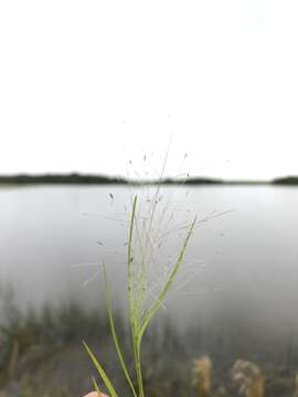 Imagem de Muhlenbergia asperifolia (Nees & Meyen ex Trin.) Parodi