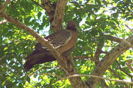 Image of Picazuro Pigeon