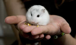 Image of Dzhungarian Hamster