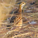 Image of White-throated Francolin