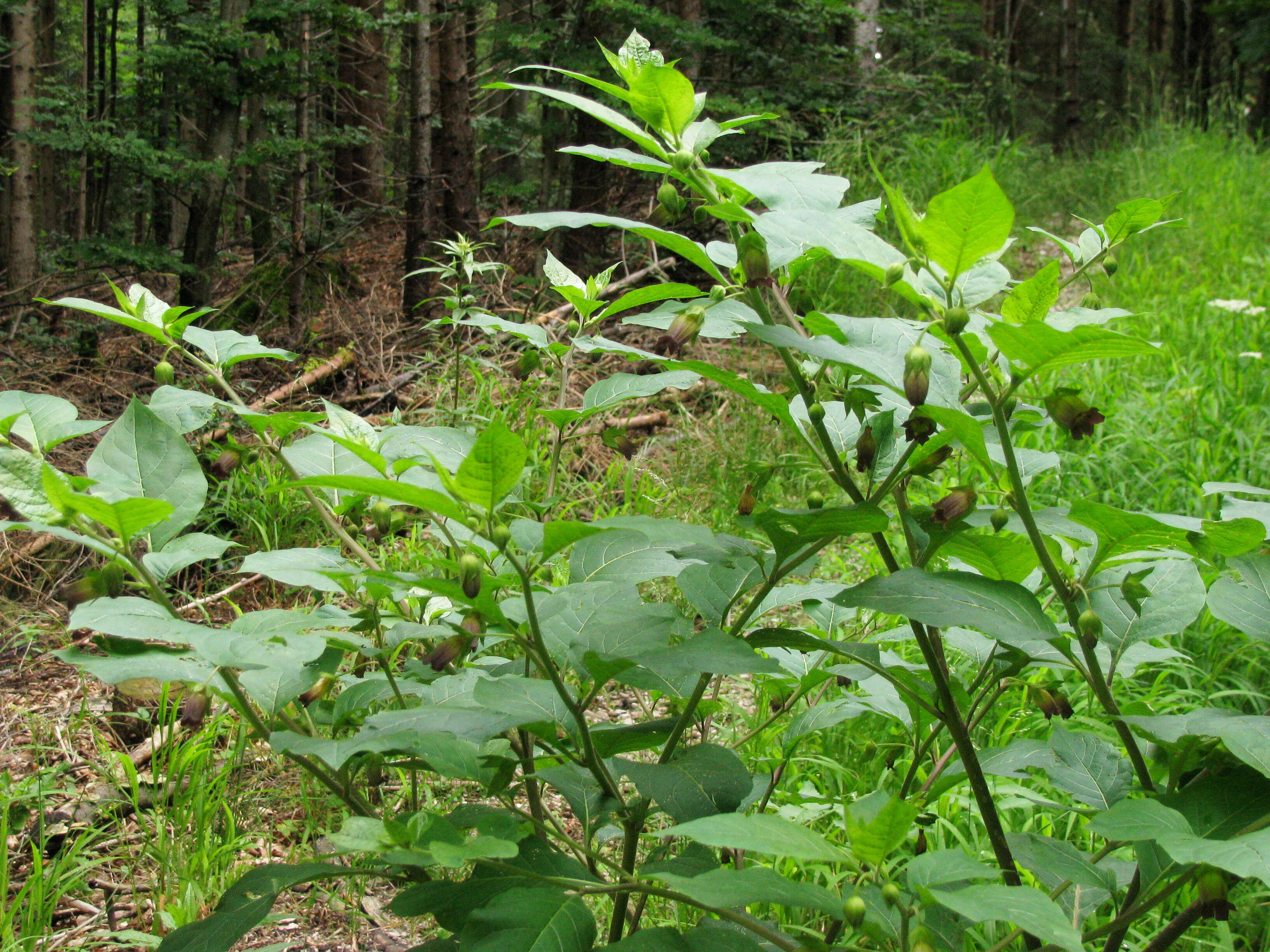 Plancia ëd Atropa belladonna L.