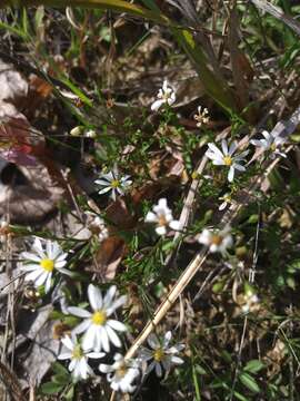 Image of serpentine aster