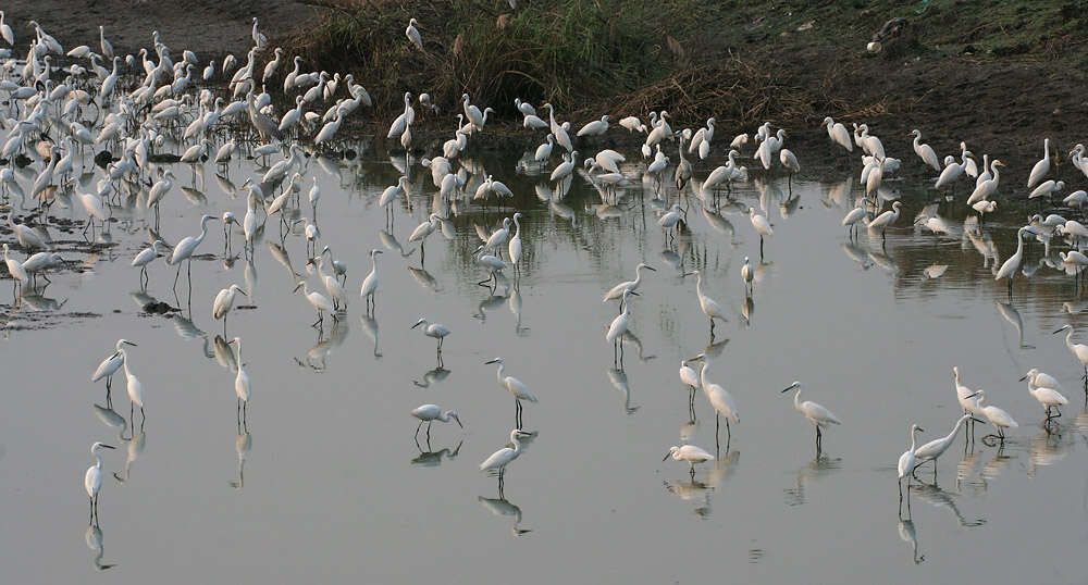 Image of Egretta Forster & T 1817