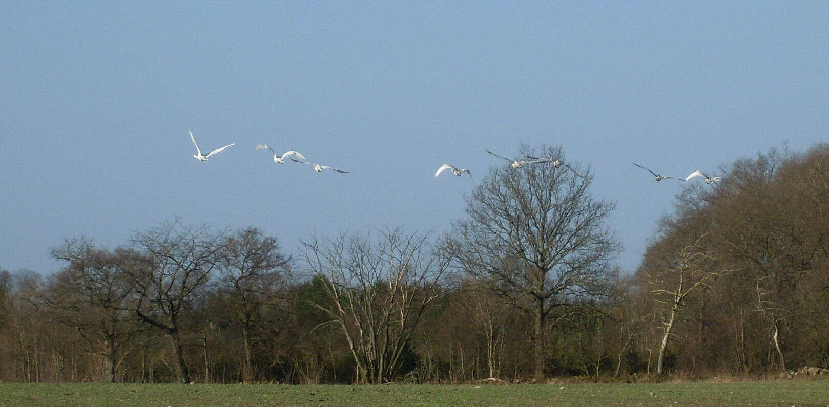 Image of Whooper Swan