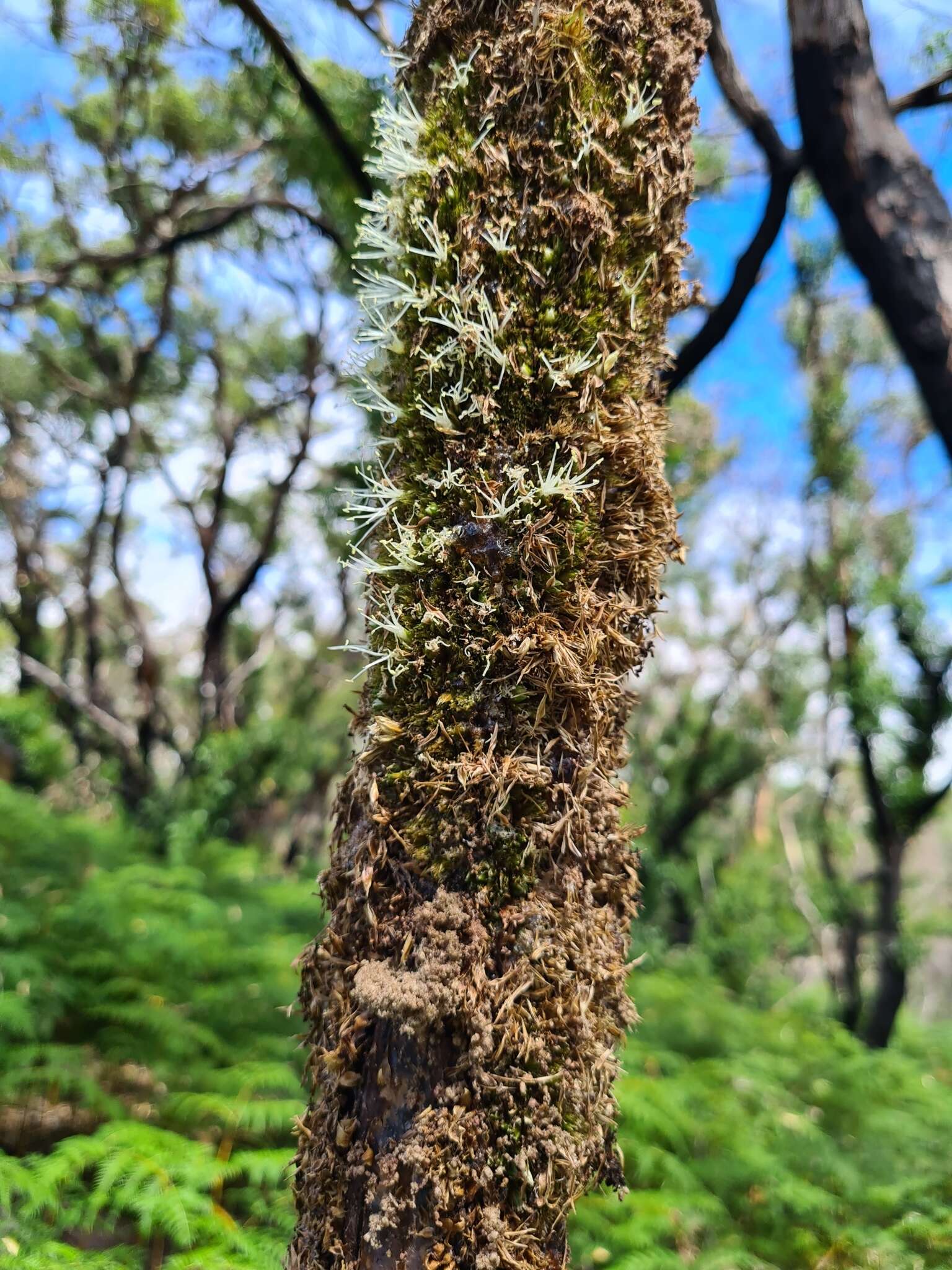 Image of Xanthorrhoea semiplana subsp. tateana (F. Muell.) D. J. Bedford