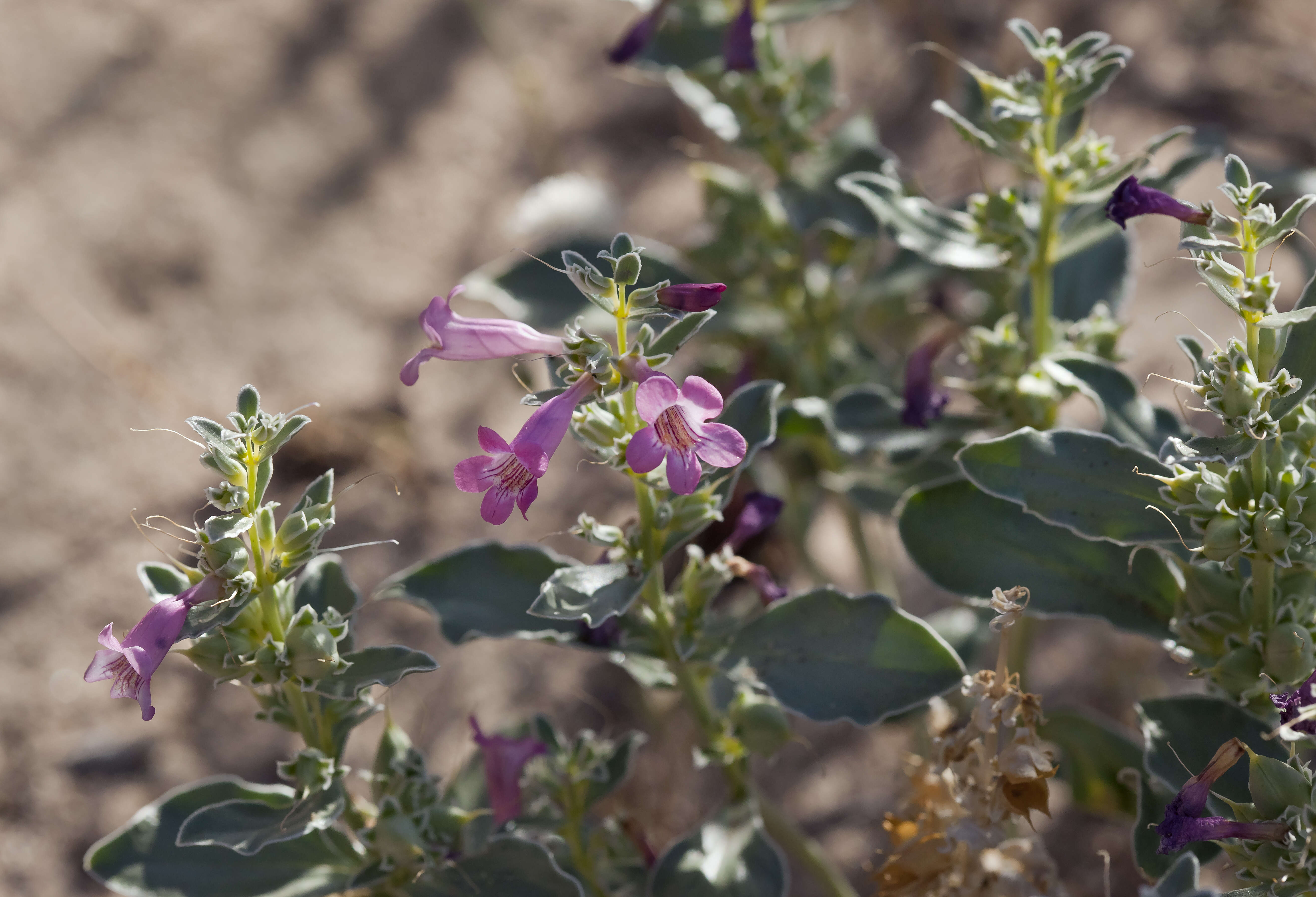 Image de Penstemon albomarginatus M. E. Jones