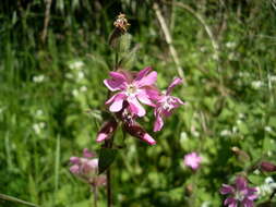 صورة Silene dioica (L.) Clairv.