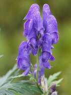 Imagem de Aconitum japonicum subsp. maritimum (Nakai ex Tamura & Namba) Y. Kadota