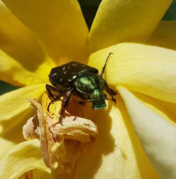 Image of Noble chafer