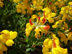 Image of Common Bird's-foot-trefoil