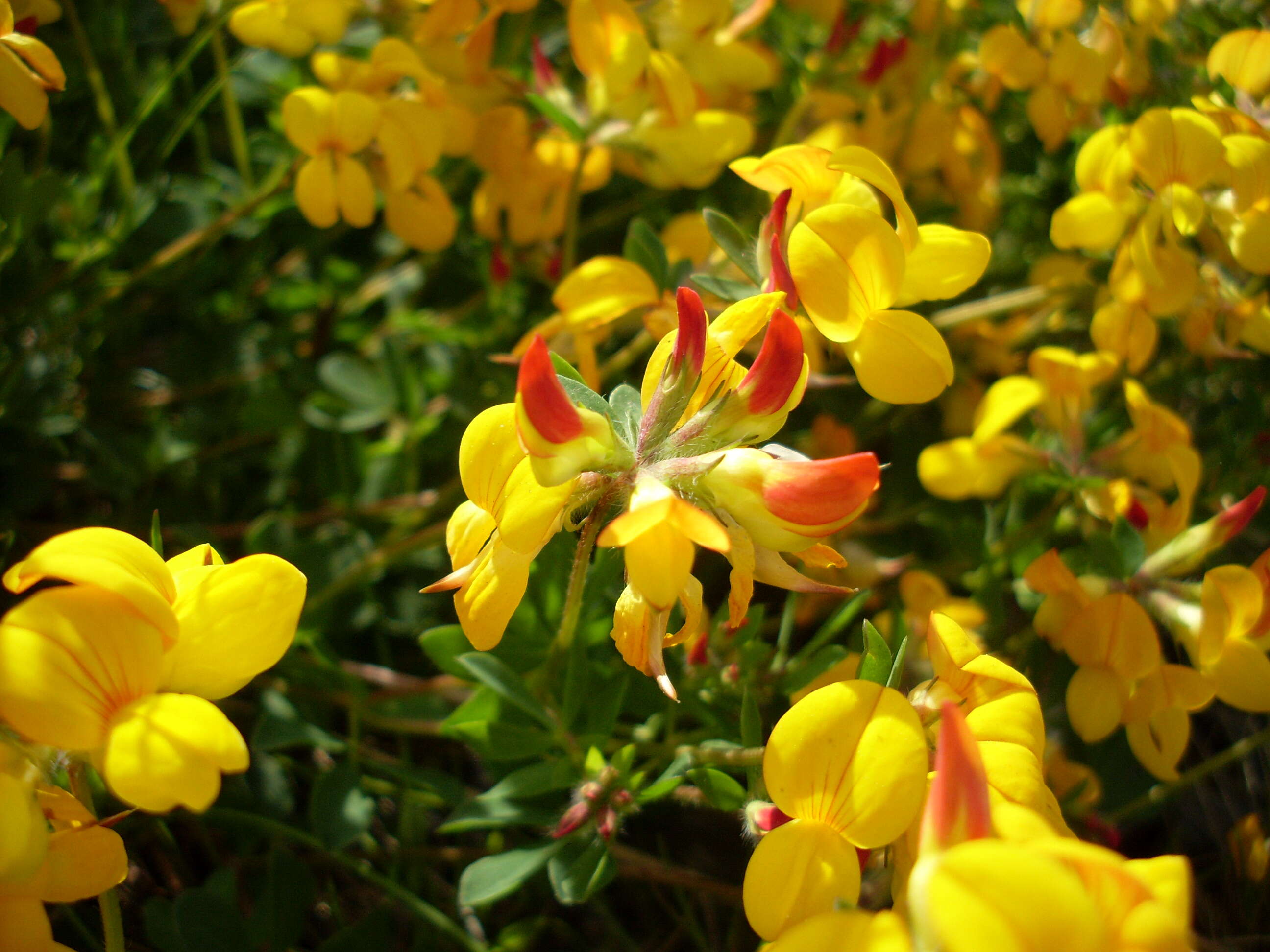 Image of Common Bird's-foot-trefoil