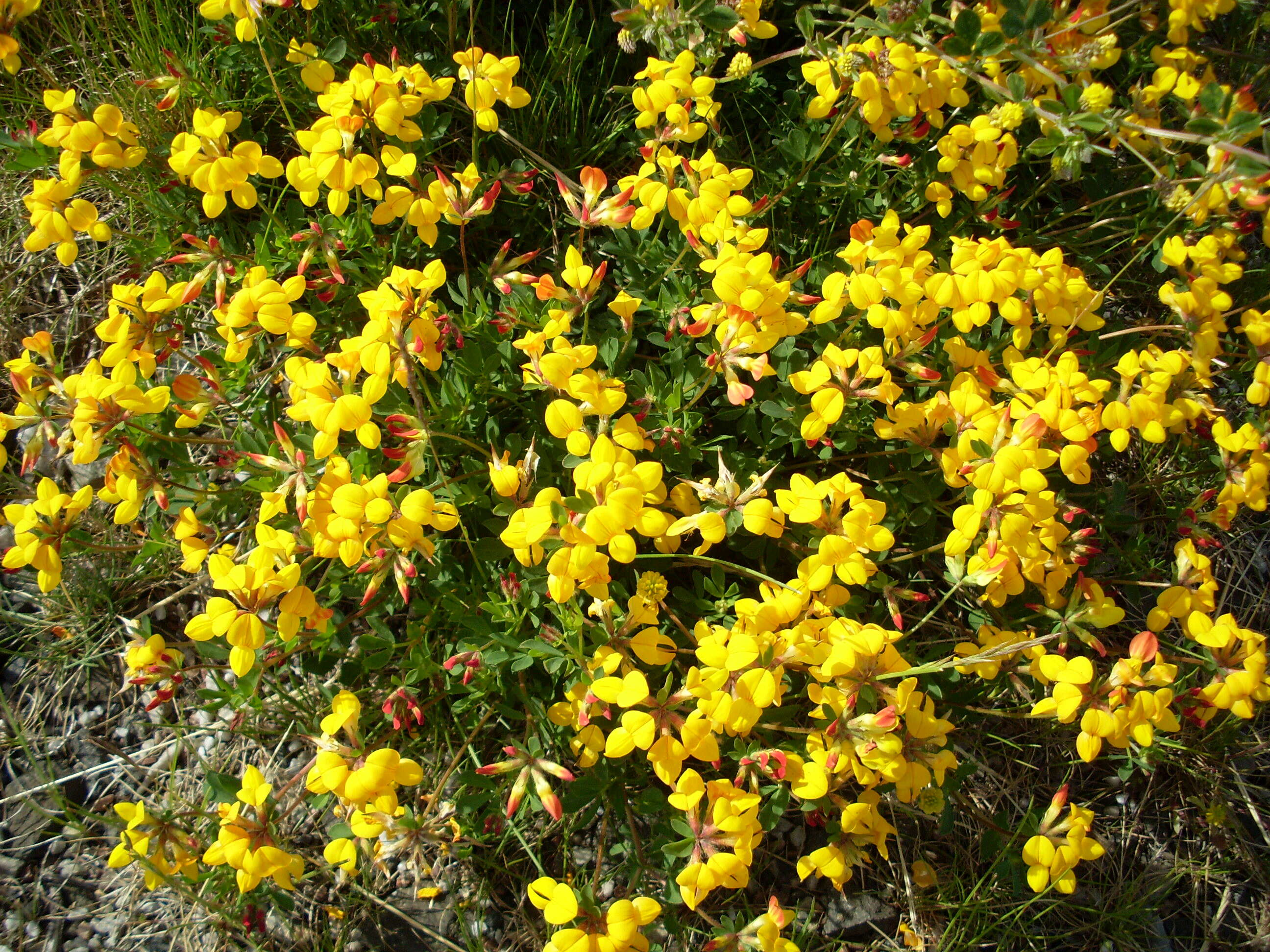 Image of Common Bird's-foot-trefoil