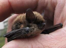 Image of whiskered bat, european whiskered bat