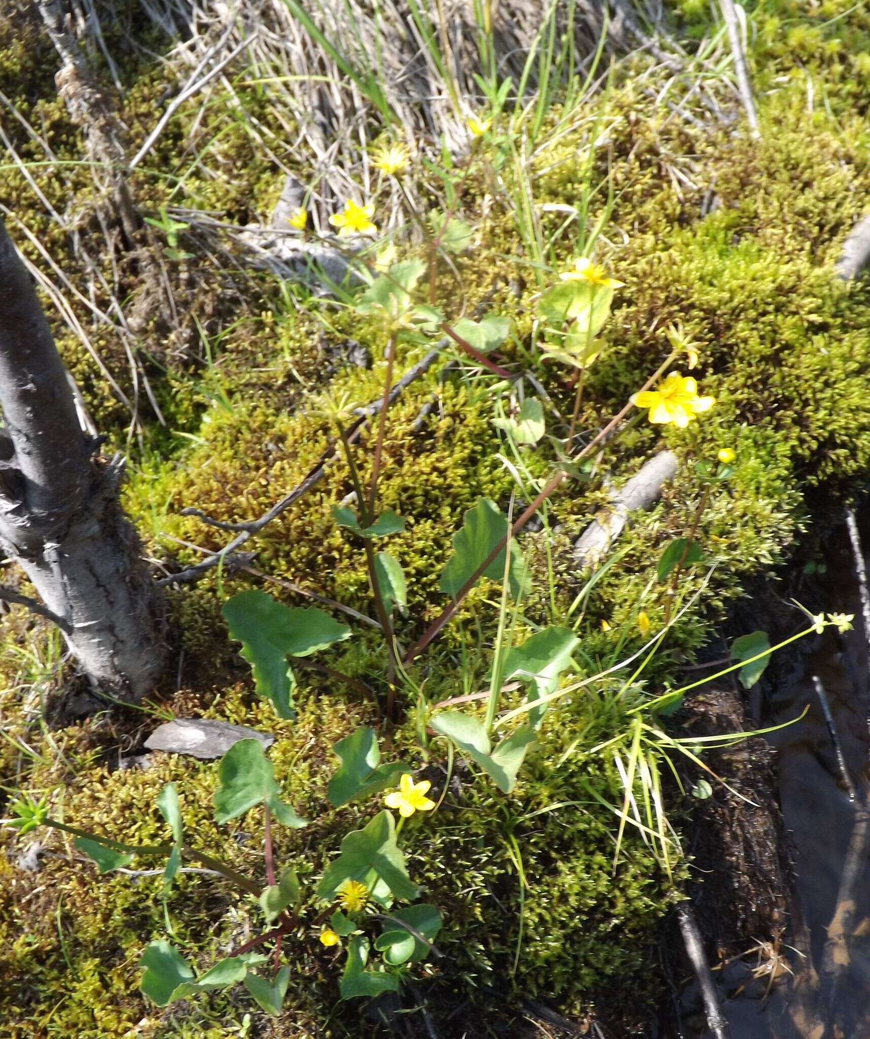 Image de Caltha palustris var. membranacea Turcz.