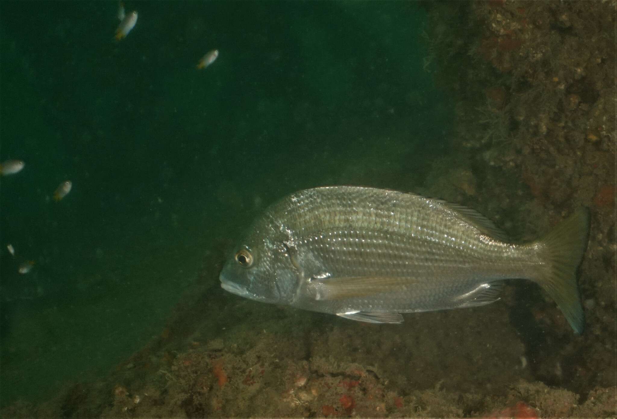 Image of Blackhead Seabream