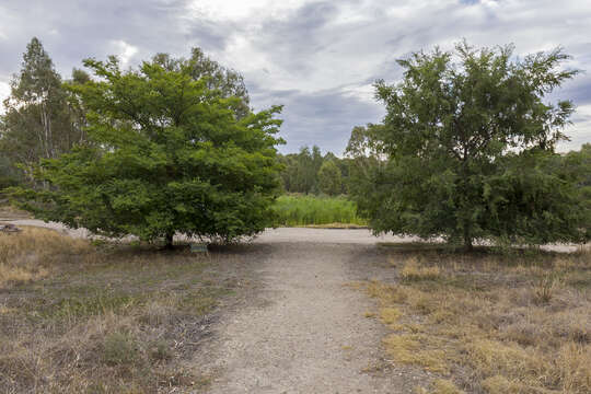 Image of Chinese elm