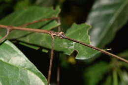 Image of Bactricia bituberculata (Schaum 1857)