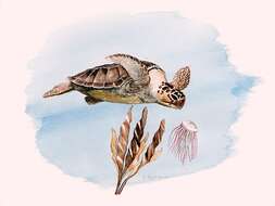 Image of Caretta