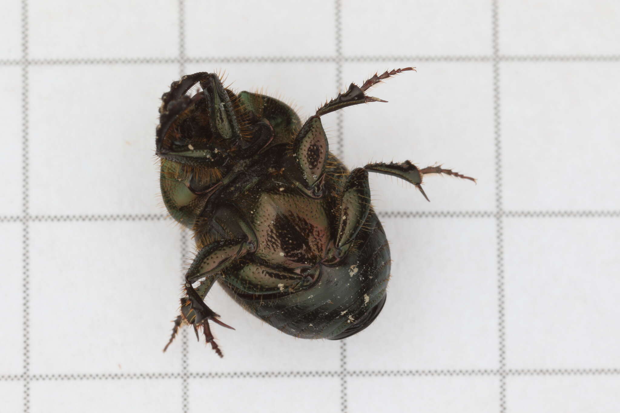 Sivun Onthophagus (Palaeonthophagus) verticicornis (Laicharting 1781) kuva