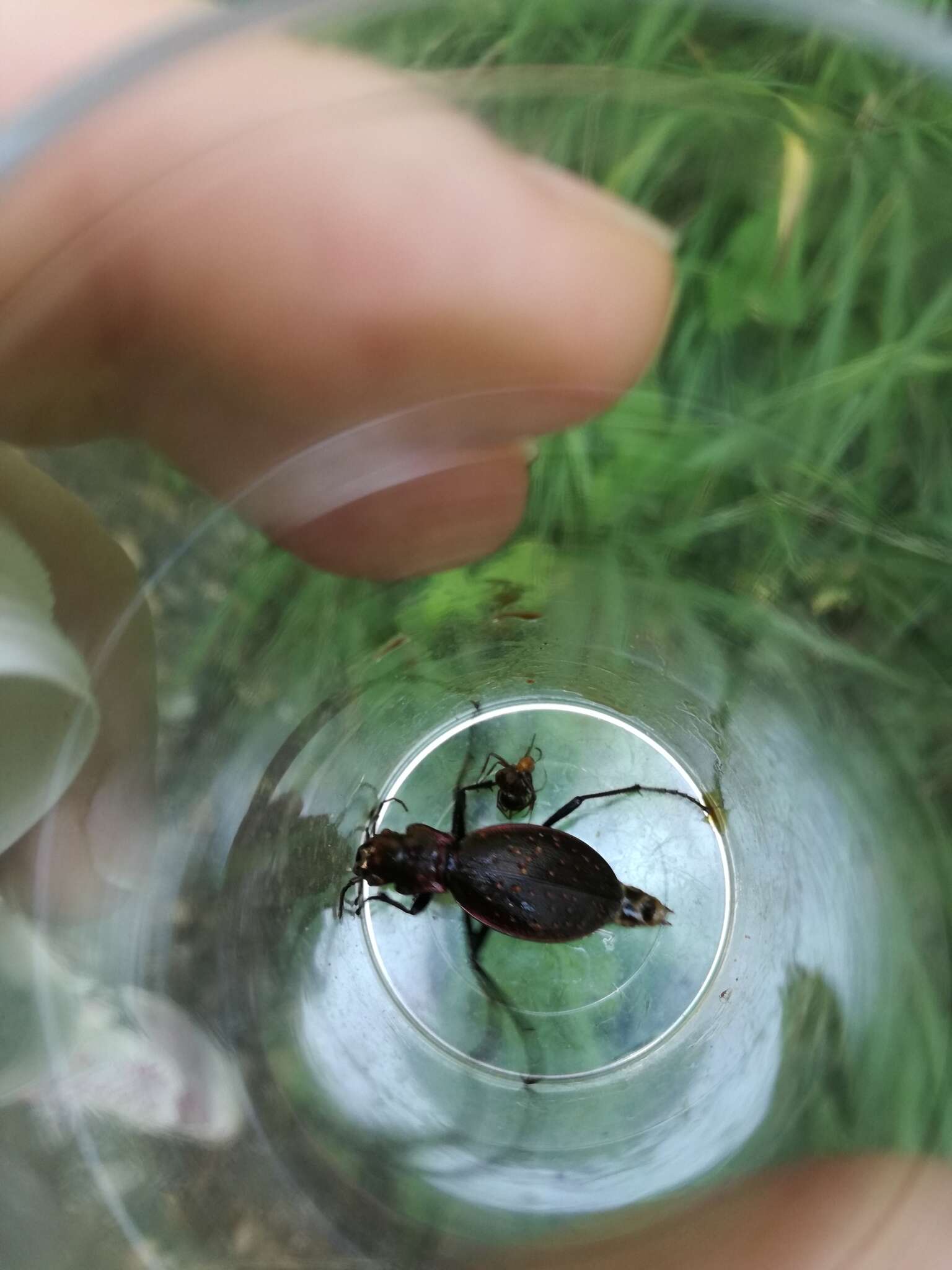 Image of Carabus (Platycarabus) irregularis Fabricius 1792