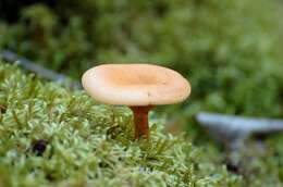 Image of Hygrophoropsis aurantiaca (Wulfen) Maire 1921