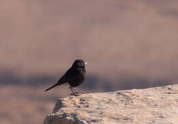 Image of White-crowned Black Wheatear