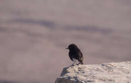 Image of White-crowned Black Wheatear