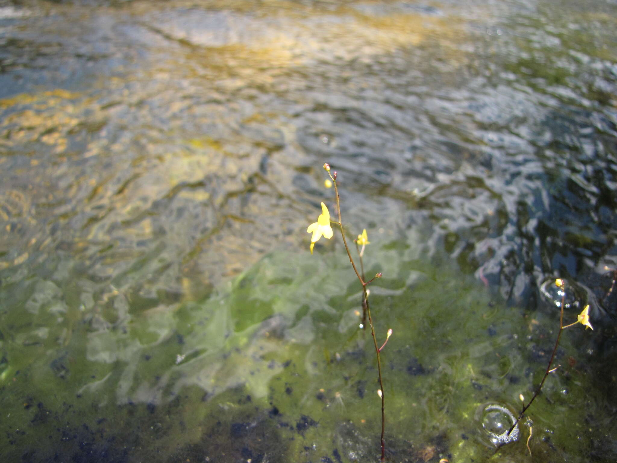 Image de Utricularia pusilla Vahl