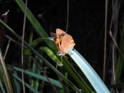 Image of Hesperilla idothea Miskin 1889