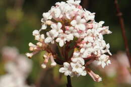 Image of Culver's root