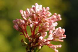 Image of Culver's root