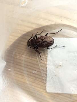 Image of immigrant sausage ground beetle