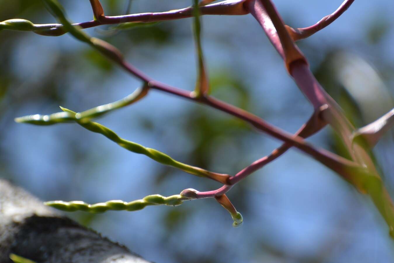 Imagem de Tillandsia elusiva Pinzón, I. Ramírez & Carnevali