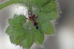 Слика од Tupiocoris californicus (Stal 1859)