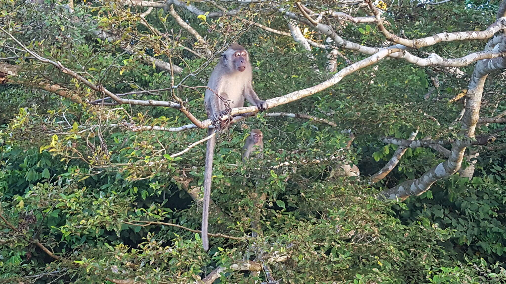 Macaca fascicularis fascicularis (Raffles 1821) resmi