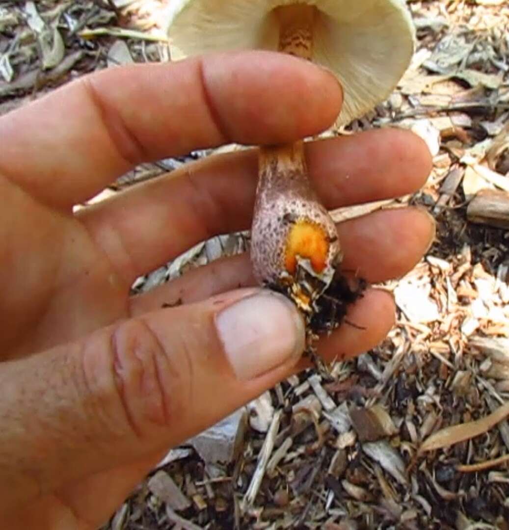 Image of Leucoagaricus americanus (Peck) Vellinga 2000