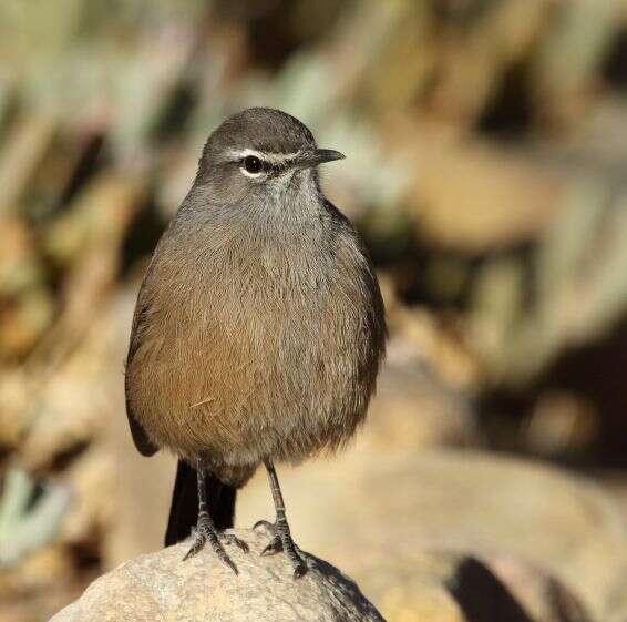 Image of Karoo Scrub Robin