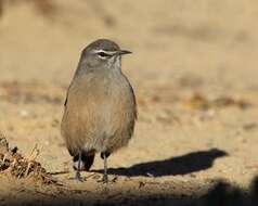 Image of Karoo Scrub Robin