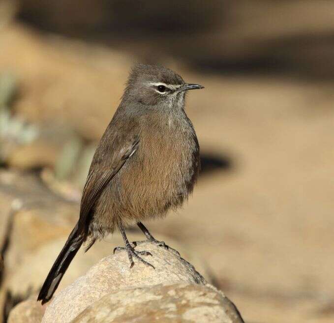 Image of Karoo Scrub Robin