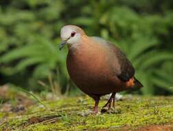 Imagem de Columba larvata Temminck 1809